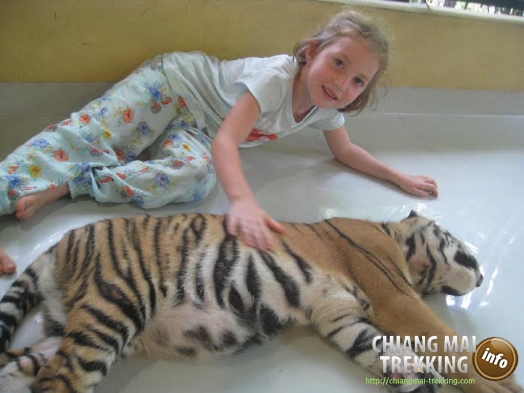 3-days/2-nights Trekking Tour & Daytrip Sightseeing | Chiang Mai Trekking | The best trekking in Chiang Mai with Piroon Nantaya